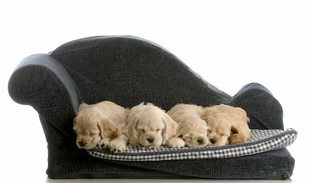 simsearch:400-04176547,k - litter of cocker spaniel puppies laying down sleeping on a dog bed isolated on white background Photographie de stock - Aubaine LD & Abonnement, Code: 400-04184927