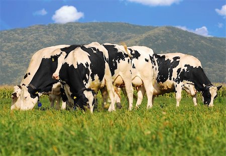 picture of holstein cow herd grazing on grass field Photographie de stock - Aubaine LD & Abonnement, Code: 400-04184928