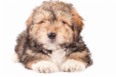 shiatsu - picture of a cute small puppy over white Stockbilder - Microstock & Abonnement, Bildnummer: 400-04184946