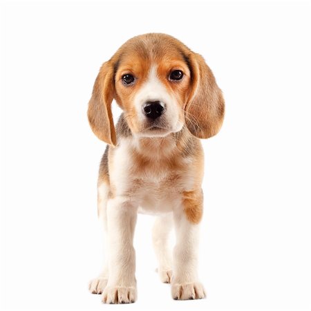 feedough (artist) - Beagle (2 months) in front of white background Photographie de stock - Aubaine LD & Abonnement, Code: 400-04184951