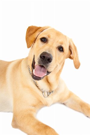 simsearch:400-04180768,k - Puppy Labrador retriever cream in front of white background Stockbilder - Microstock & Abonnement, Bildnummer: 400-04184978