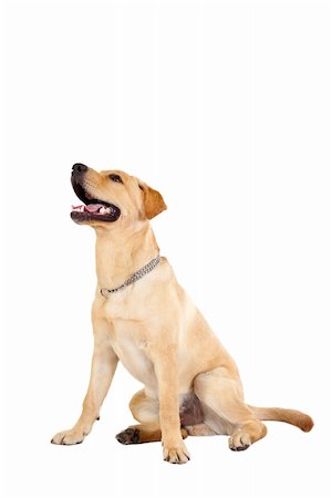 simsearch:400-06461152,k - Labrador lying down and panting in front of a white background Stock Photo - Budget Royalty-Free & Subscription, Code: 400-04184980