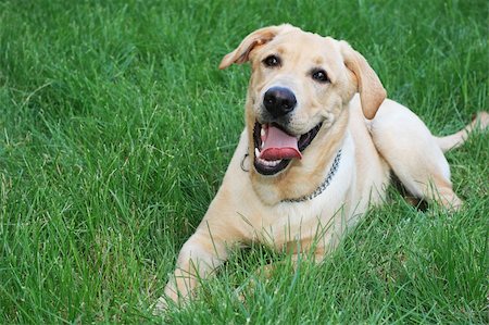 feedough (artist) - Golden retriever on the green grass Foto de stock - Super Valor sin royalties y Suscripción, Código: 400-04184981