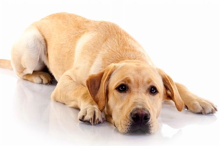 simsearch:400-03931819,k - cream labrador retriever on white back ground Fotografie stock - Microstock e Abbonamento, Codice: 400-04185007