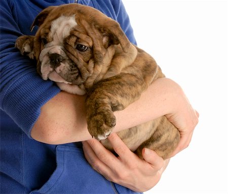 person holding dog in arms - person holding on to english bulldog puppy on white background Stock Photo - Budget Royalty-Free & Subscription, Code: 400-04185178