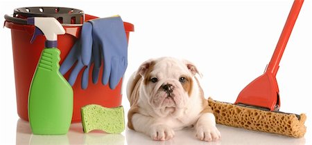 simsearch:400-06461634,k - english bulldog puppy laying beside mop and bucket of cleaning supplies Stock Photo - Budget Royalty-Free & Subscription, Code: 400-04185179