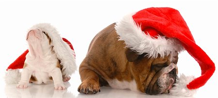 dog licking face - santa with attitude - english bulldog wearing santa hat arguing with puppy Stock Photo - Budget Royalty-Free & Subscription, Code: 400-04185170