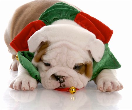 simsearch:400-04085890,k - seven week old english bulldog puppy wearing christmas scarf Foto de stock - Royalty-Free Super Valor e Assinatura, Número: 400-04185172