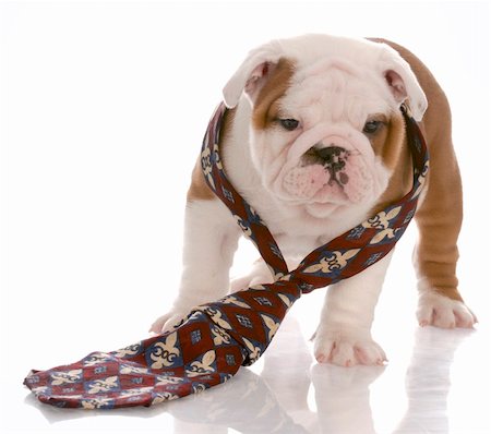 simsearch:400-07571868,k - seven week old male english bulldog wearing mans tie Fotografie stock - Microstock e Abbonamento, Codice: 400-04185173