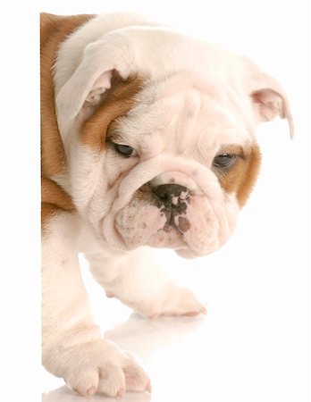 simsearch:400-08192678,k - seven week old english bulldog puppy peeking from around white foreground Foto de stock - Super Valor sin royalties y Suscripción, Código: 400-04185185