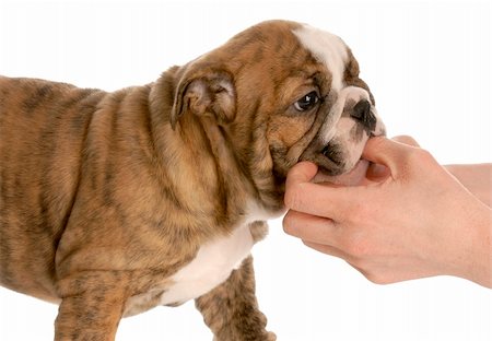 simsearch:400-04307087,k - taking something out of puppies mouth - english bulldog - eight weeks Foto de stock - Royalty-Free Super Valor e Assinatura, Número: 400-04185187