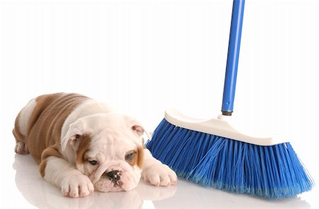 simsearch:400-04576043,k - messy dog - english bulldog puppy laying beside a blue broom Stock Photo - Budget Royalty-Free & Subscription, Code: 400-04185188