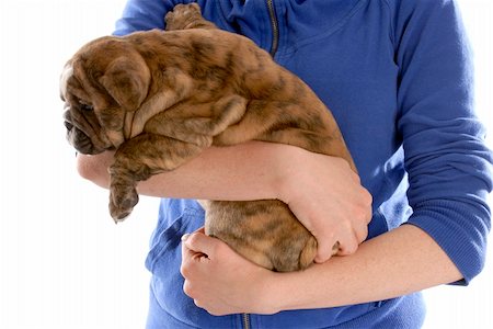 person holding dog in arms - person holding on to english bulldog puppy on white background Stock Photo - Budget Royalty-Free & Subscription, Code: 400-04185194