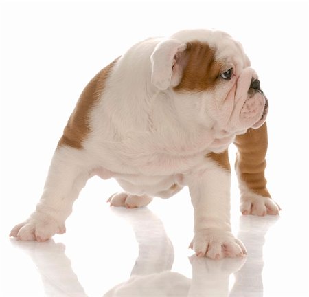 simsearch:400-08192678,k - seven week old english bulldog puppy standing looking to side with reflection on white background Foto de stock - Super Valor sin royalties y Suscripción, Código: 400-04185196