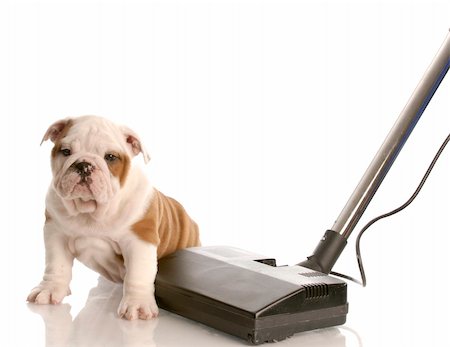 cleaning up after puppy - english bulldog puppy sitting beside vacuum Stock Photo - Budget Royalty-Free & Subscription, Code: 400-04185190