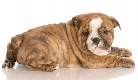 eight week old red brindle english bulldog puppy laying down Stock Photo - Budget Royalty-Free & Subscription, Code: 400-04185192