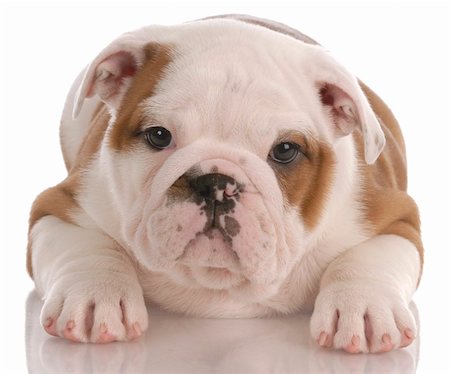 simsearch:400-08192678,k - eight week old english bulldog puppy laying down on white background Foto de stock - Super Valor sin royalties y Suscripción, Código: 400-04185200
