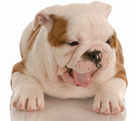 simsearch:400-08192678,k - english bulldog puppy with cute expression - eight weeks old Foto de stock - Super Valor sin royalties y Suscripción, Código: 400-04185202