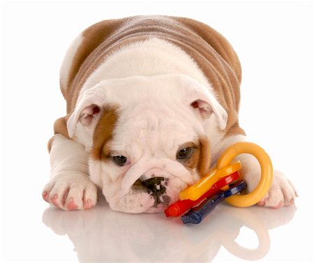 simsearch:400-07571868,k - eight week old english bulldog puppy playing with colorful dog toy Fotografie stock - Microstock e Abbonamento, Codice: 400-04185203