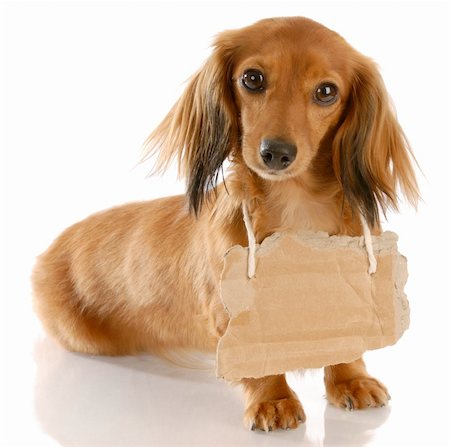 simsearch:400-08158224,k - long haired miniature dachshund wearing cardboard sign around neck Stockbilder - Microstock & Abonnement, Bildnummer: 400-04185235