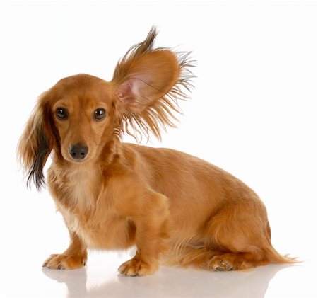 simsearch:400-06758887,k - long haired miniature dachshund with one ear standing up listening Stock Photo - Budget Royalty-Free & Subscription, Code: 400-04185238