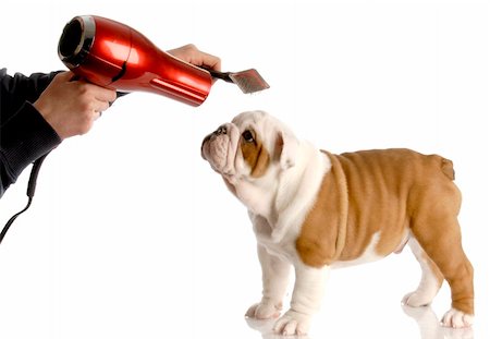 simsearch:400-05306211,k - dog grooming - hands brushing nine week old english bulldog Stock Photo - Budget Royalty-Free & Subscription, Code: 400-04185249