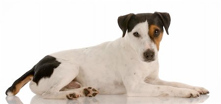 simsearch:400-07628560,k - smooth coat tri-colored jack russel terrier laying down Foto de stock - Super Valor sin royalties y Suscripción, Código: 400-04185240