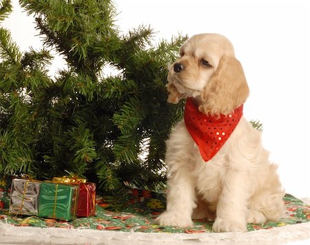 simsearch:400-04085890,k - american cocker spaniel puppy sitting beside christmas tree Foto de stock - Royalty-Free Super Valor e Assinatura, Número: 400-04185242