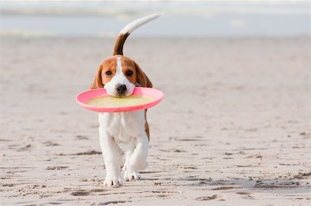 simsearch:400-05259756,k - Small dog, beagle puppy playing with frisbee on beach Photographie de stock - Aubaine LD & Abonnement, Code: 400-04185275