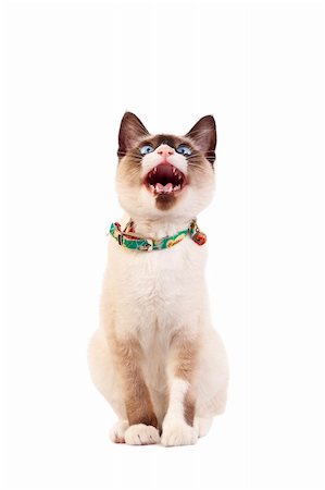 simsearch:400-07715679,k - picture of a siamese cat looking up with mouth open and teeth exposed Foto de stock - Super Valor sin royalties y Suscripción, Código: 400-04185625