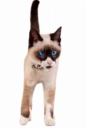 simsearch:400-07569076,k - Siamese cat walking on the white background Photographie de stock - Aubaine LD & Abonnement, Code: 400-04185627