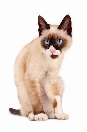 simsearch:400-08693841,k - funny looking siamese cat  posing for the camera Photographie de stock - Aubaine LD & Abonnement, Code: 400-04185629