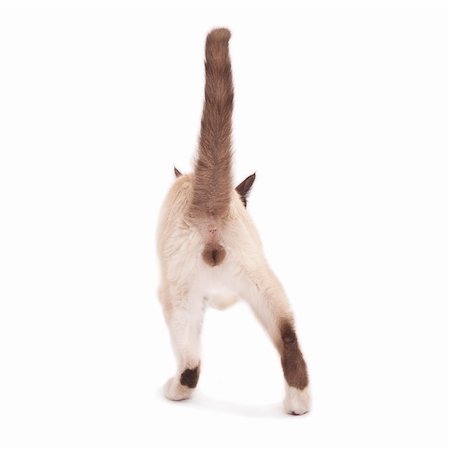 back picture of a male siamese cat standing on white Stock Photo - Budget Royalty-Free & Subscription, Code: 400-04185630