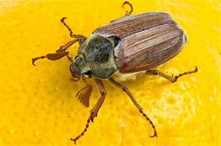 simsearch:400-09225556,k - May-bug close up on the yellow Photographie de stock - Aubaine LD & Abonnement, Code: 400-04186084