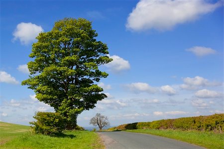 platane tree - a countryside landscape with a sycamore tree and a narrow country road going over a hill under a blue sky with white fluffy clouds Photographie de stock - Aubaine LD & Abonnement, Code: 400-04186156