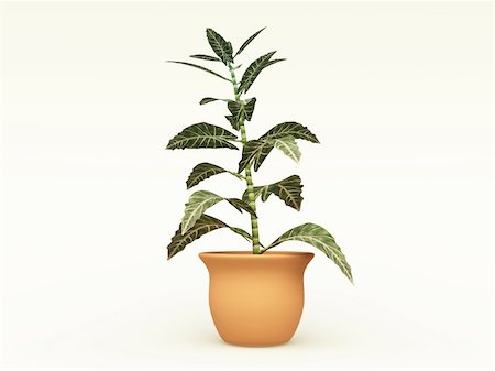 simsearch:400-08287943,k - 3D illustration of a houseplant for interior decoration in a terra cotta pot Foto de stock - Super Valor sin royalties y Suscripción, Código: 400-04186395