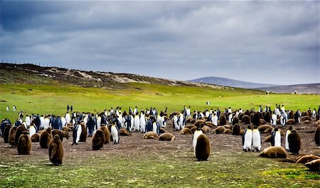 King Penguin Colony in the Falkland Islands Foto de stock - Super Valor sin royalties y Suscripción, Código: 400-04186625