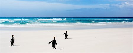 simsearch:400-08430082,k - King Penguins in the Falkland Islands Foto de stock - Super Valor sin royalties y Suscripción, Código: 400-04186635