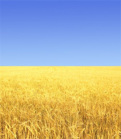 dry crop field - Crop of rye - golden cereal and blue sky Stock Photo - Budget Royalty-Free & Subscription, Code: 400-04187428