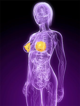 stomach cancer color - 3d rendered illustration of a female anatomy with highlighted mammary Stock Photo - Budget Royalty-Free & Subscription, Code: 400-04189434