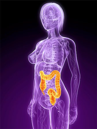 stomach cancer color - 3d rendered illustration of a female anatomy with highlighted colon Stock Photo - Budget Royalty-Free & Subscription, Code: 400-04189433