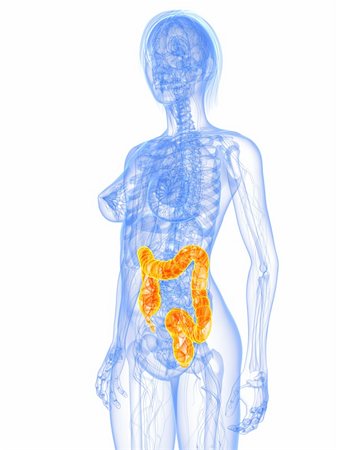 female human gastrointestinal system - 3d rendered illustration of a female anatomy with highlighted colon Stock Photo - Budget Royalty-Free & Subscription, Code: 400-04189529