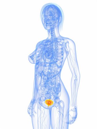simsearch:400-04053400,k - 3d rendered illustration of a female anatomy with highlighted bladder Foto de stock - Super Valor sin royalties y Suscripción, Código: 400-04189533
