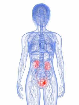 digestion female - 3d rendered illustration of a transparent female body with tumor in bladder Foto de stock - Super Valor sin royalties y Suscripción, Código: 400-04189564
