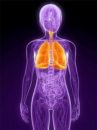 pneumonia - 3d rendered illustration of a female anatomy with highlighted lung Stock Photo - Budget Royalty-Free & Subscription, Code: 400-04189579
