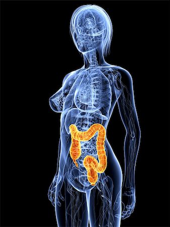 stomach cancer color - 3d rendered illustration of a female anatomy with highlighted colon Stock Photo - Budget Royalty-Free & Subscription, Code: 400-04189587