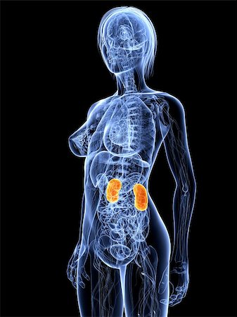 stomach cancer color - 3d rendered illustration of a female anatomy with highlighted kidneys Stock Photo - Budget Royalty-Free & Subscription, Code: 400-04189594