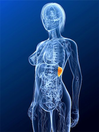 3d rendered illustration of a female anatomy with highlighted spleen Stock Photo - Budget Royalty-Free & Subscription, Code: 400-04189604