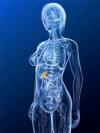 simsearch:400-04189816,k - 3d rendered illustration of a female anatomy with highlighted gall bladder Stock Photo - Budget Royalty-Free & Subscription, Code: 400-04189605