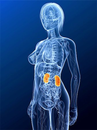 simsearch:400-04189602,k - 3d rendered illustration of a female anatomy with highlighted kidneys Stock Photo - Budget Royalty-Free & Subscription, Code: 400-04189603